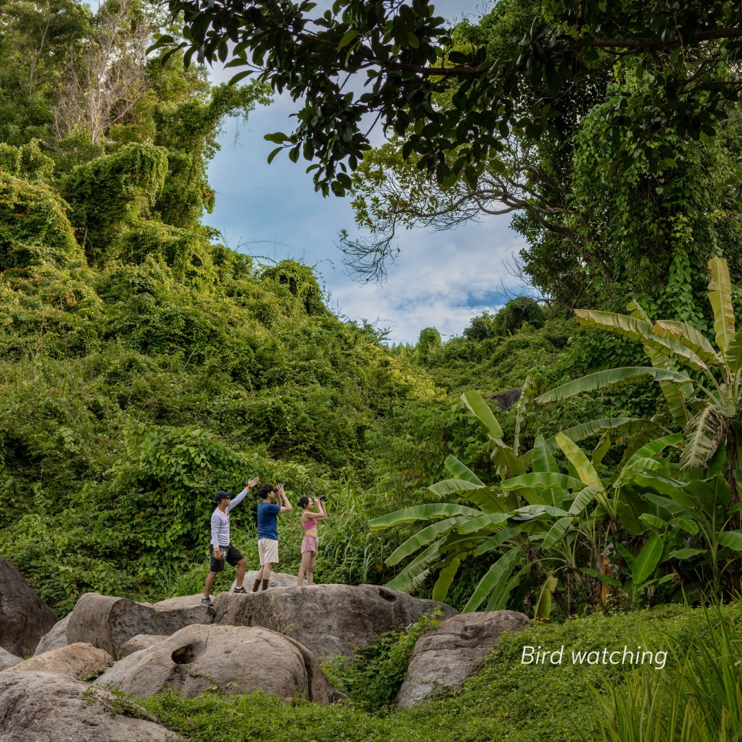 Chim chèo bẻo đuôi cờ lớn tại Huế