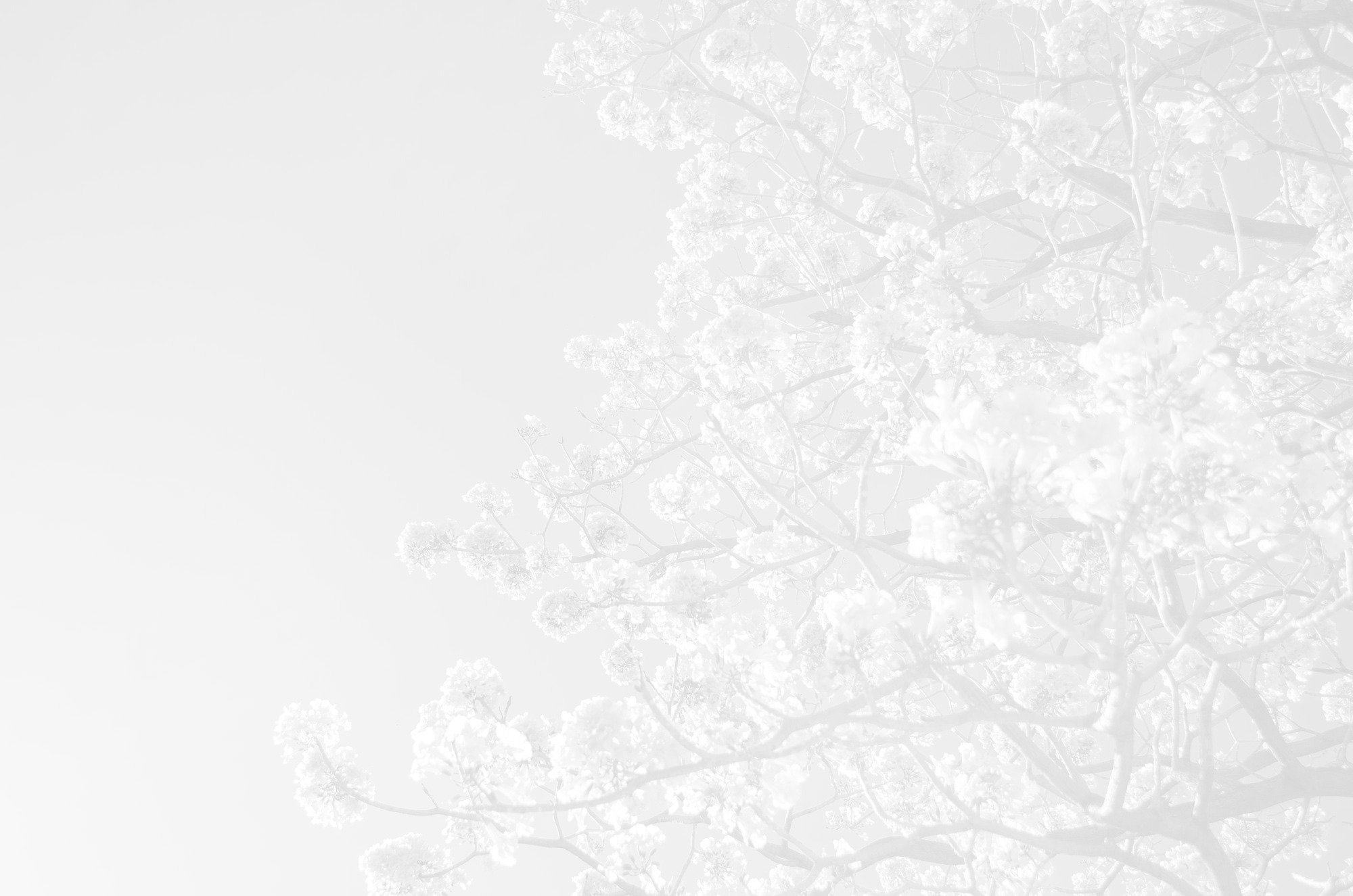 Khám phá ẩm thực Gwangju: Những món ngon ngoài kim chi