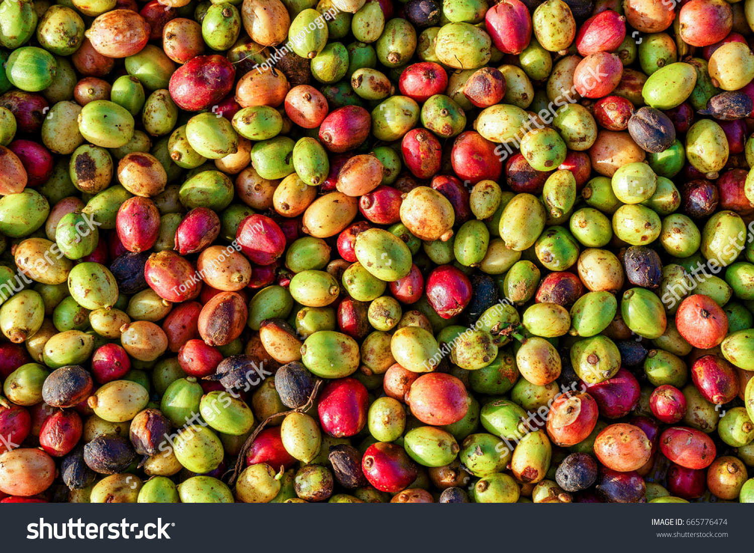 Toàn cảnh đồi chè Cầu Đất vào buổi sáng