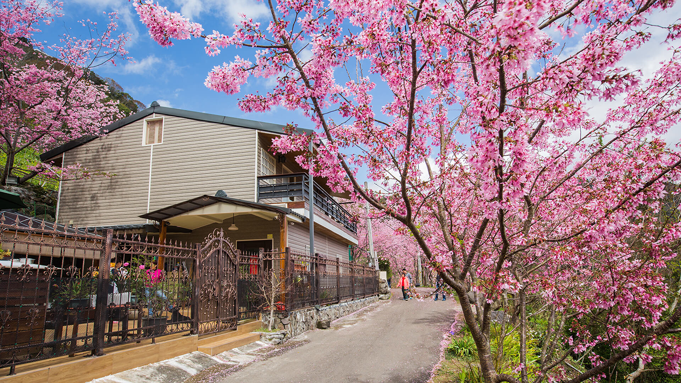 Hoa anh đào nở sớm