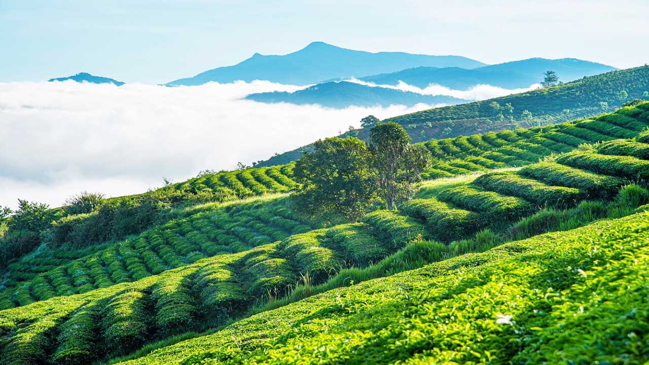 Góc chụp ảnh trên đồi chè