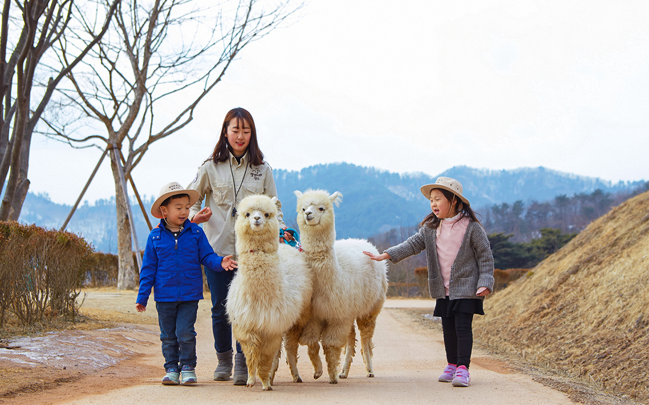 Gia đình trải nghiệm với alpaca