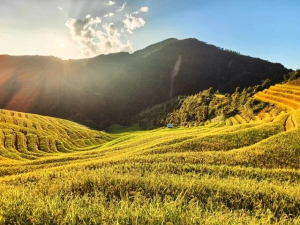 Ruộng bậc thang Mù Cang Chải