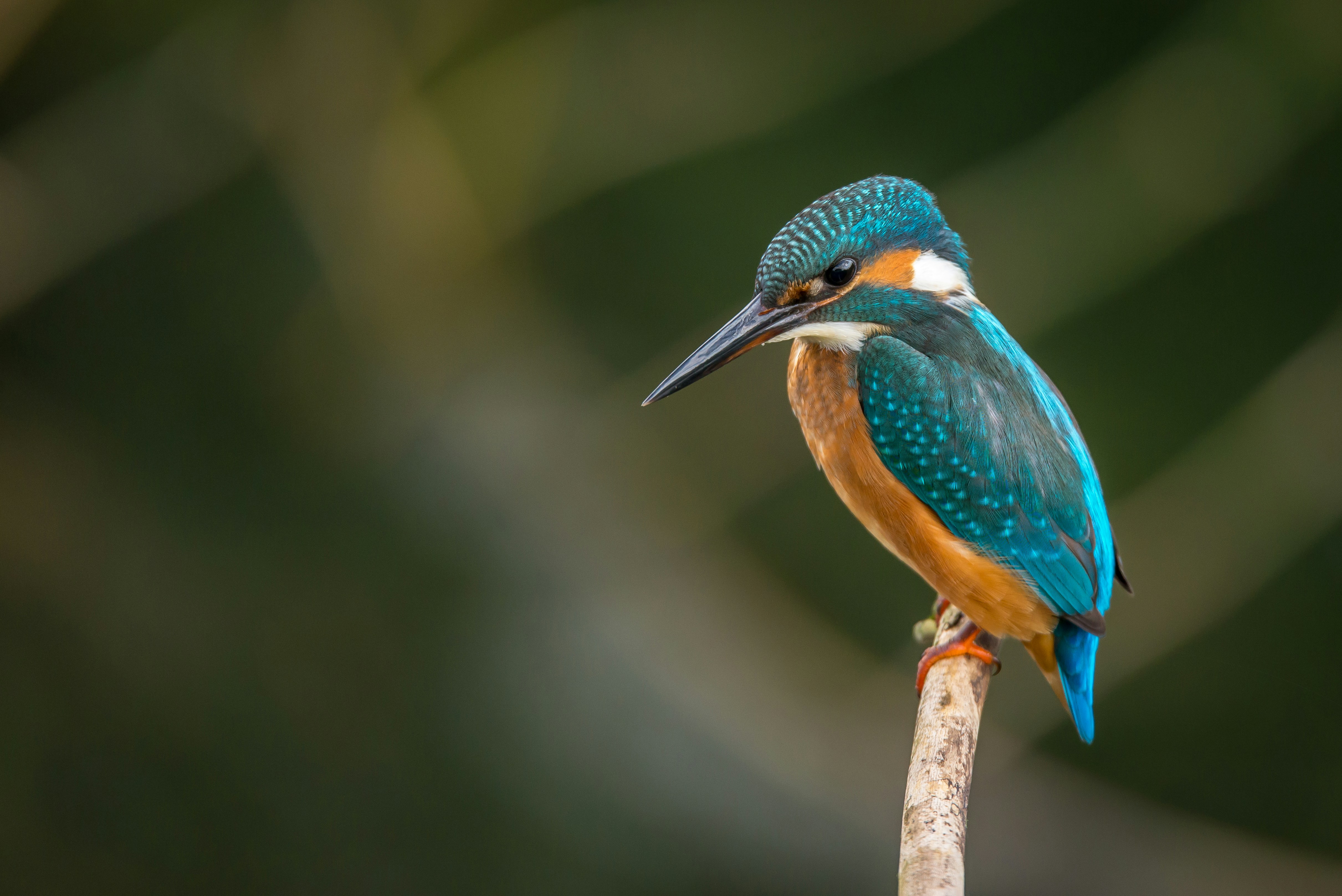 Khu vực walk-through aviary tại Bird Paradise