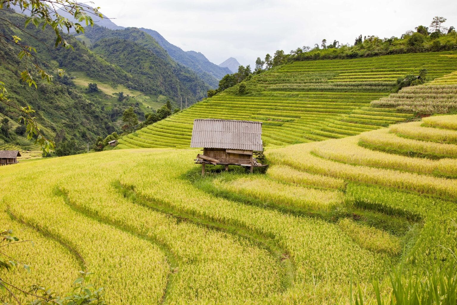 Ruộng bậc thang mùa thu
