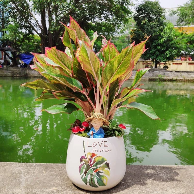 Cây cảnh trồng trong nhà - phú quý