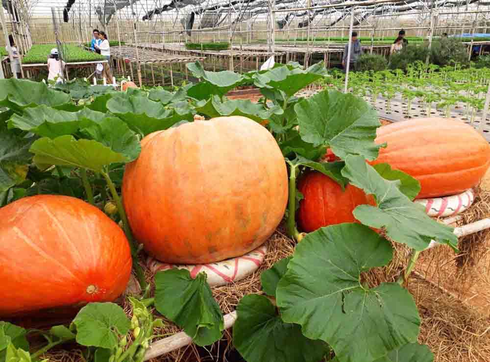 Bí ngô trang trí Halloween