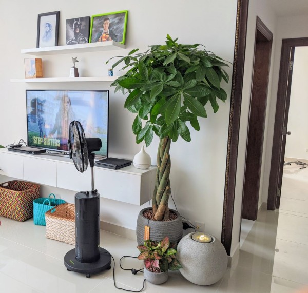 Đèn quang hợp cung cấp năng lượng sống cho thực vật