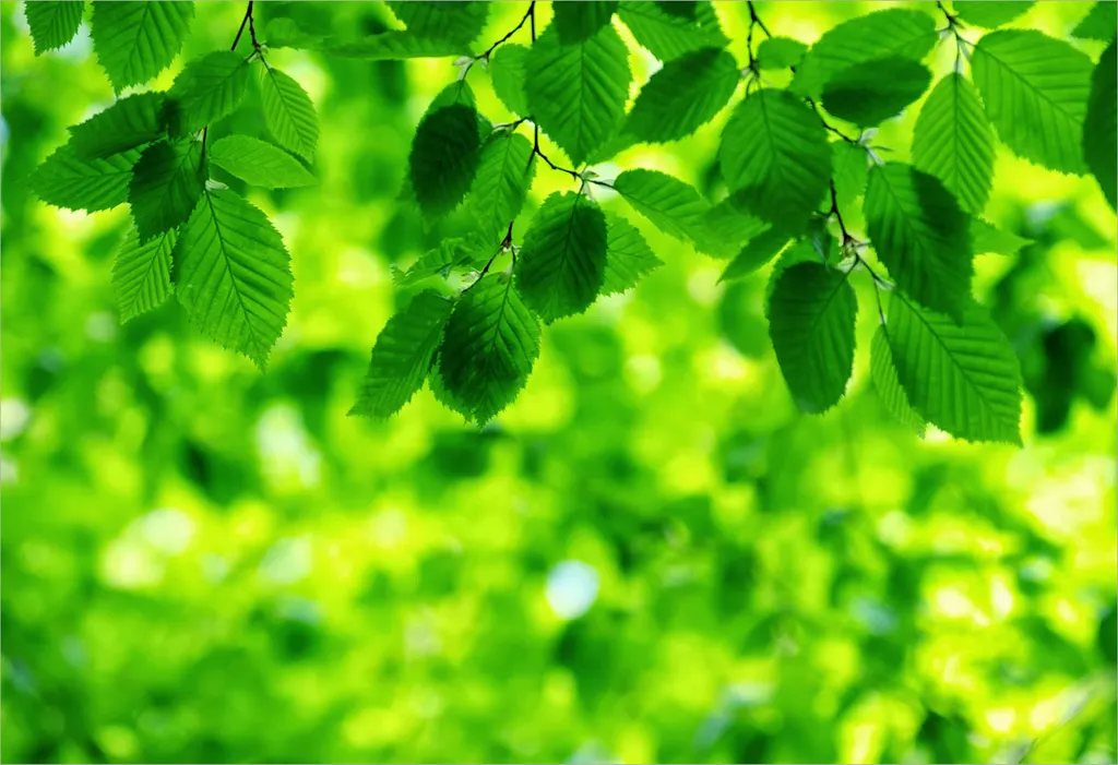 Cây xanh giúp giảm căng thẳng và lo âu