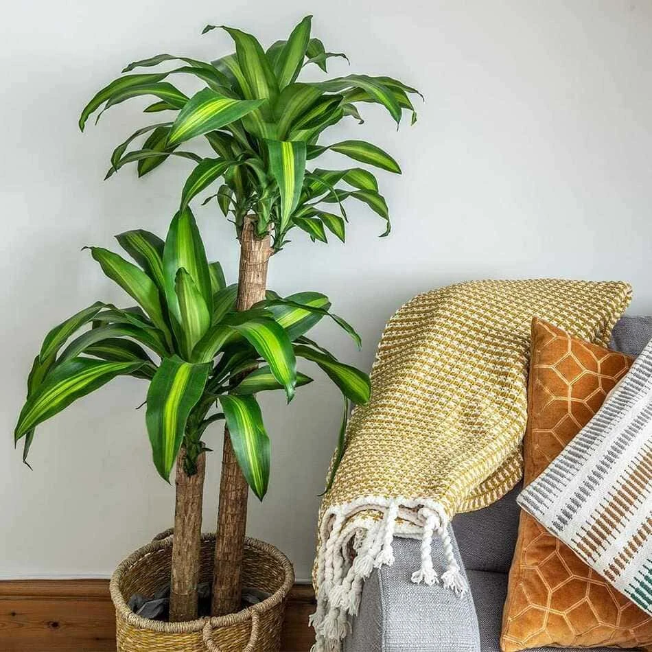 Cây cảnh tặng khai trương - thiết mộc lan
