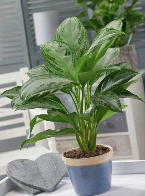Cây trồng trong nhà - cây giữ tiền