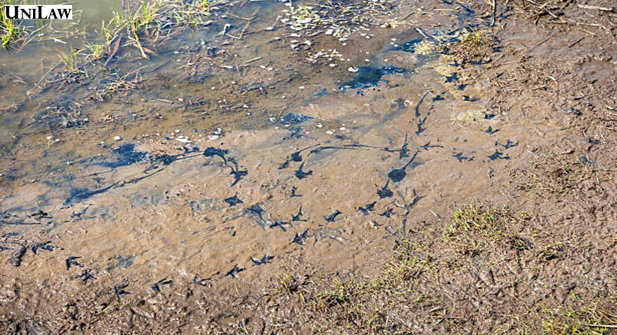 Căn cứ pháp lý về cấp sổ đỏ