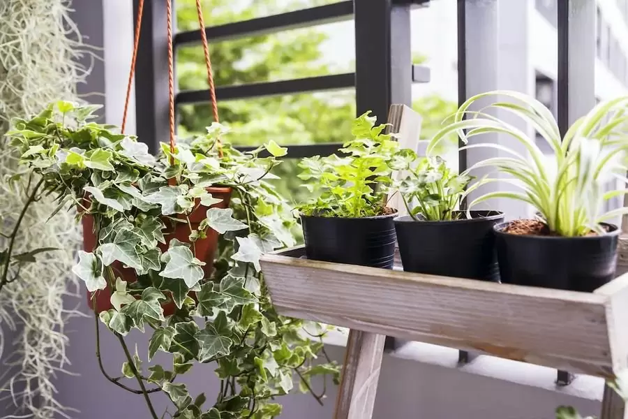 Trang trí ban công bằng cây xanh và hoa