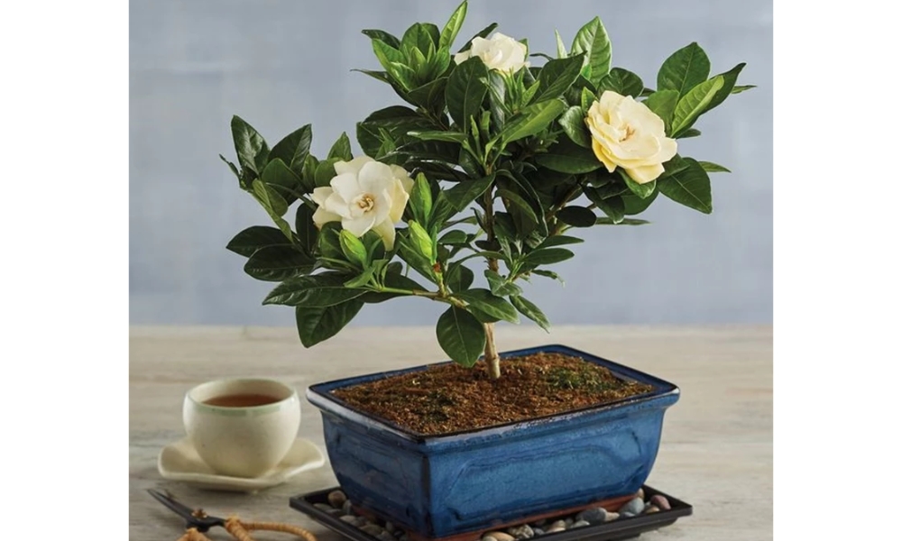 Cây dành dành là cây thân bụi vô cùng sang trọng