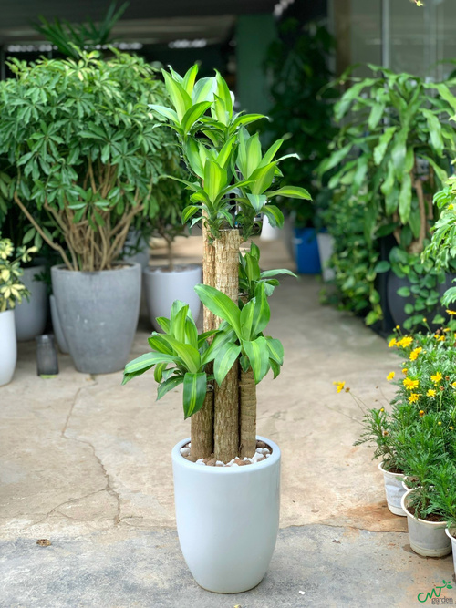 Cây Thiết Mộc Lan mang ý nghĩa phong thủy tốt