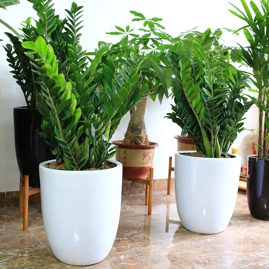 Cây cảnh tặng khai trương - kim tiền