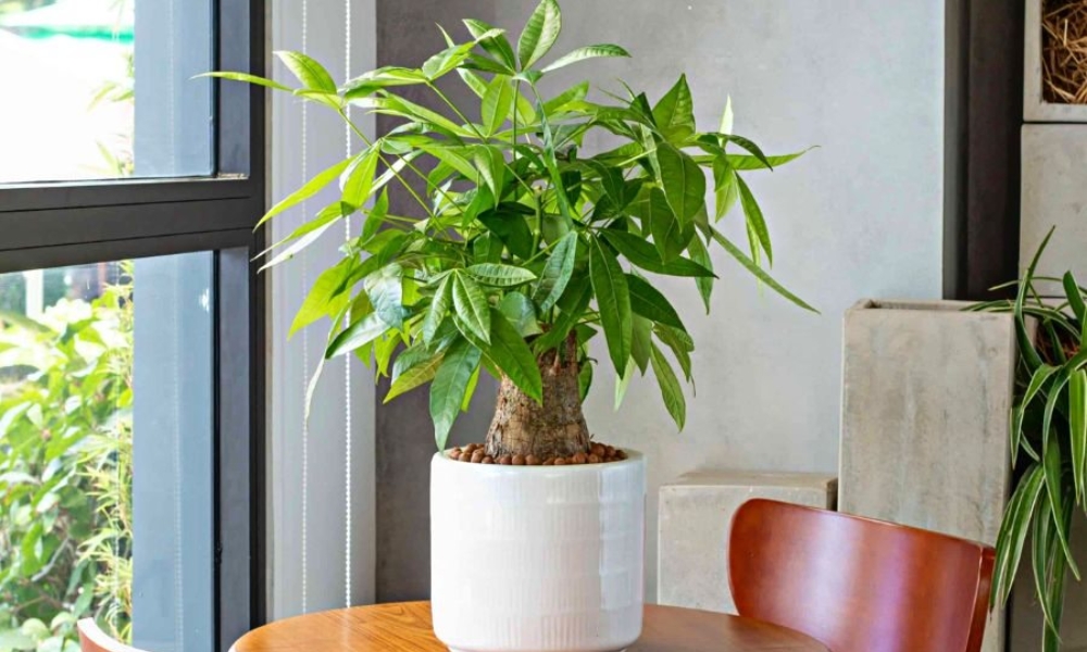 Cây kim ngân mang nhiều ý nghĩa tốt lành