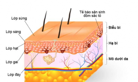 Lớp biểu bì da với các tế bào sừng và melanin