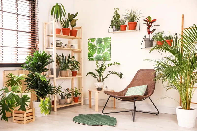 Cây cảnh trồng trong nhà