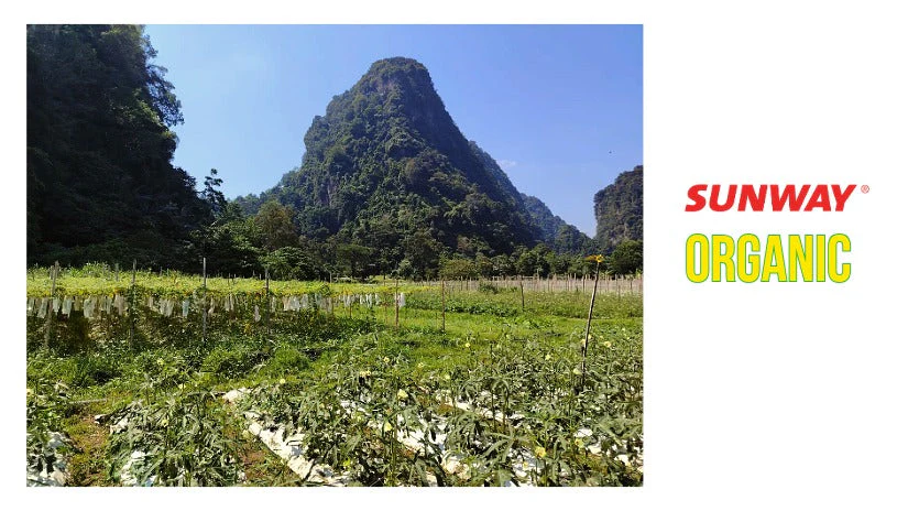 Chuyến thăm nông trại hữu cơ Sunway