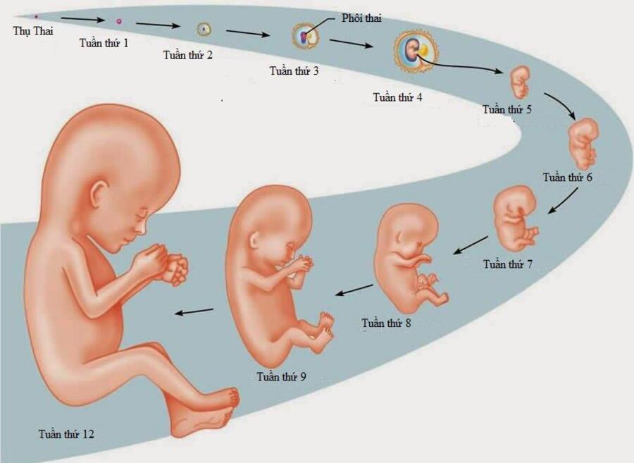 Sự phát triển của thai nhi trong 3 tháng đầu