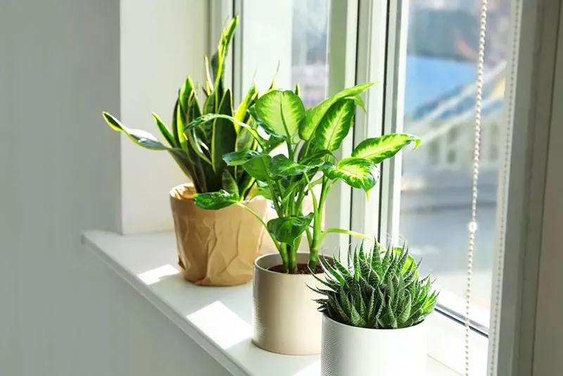 Một số loài cây có khả năng lọc không khí