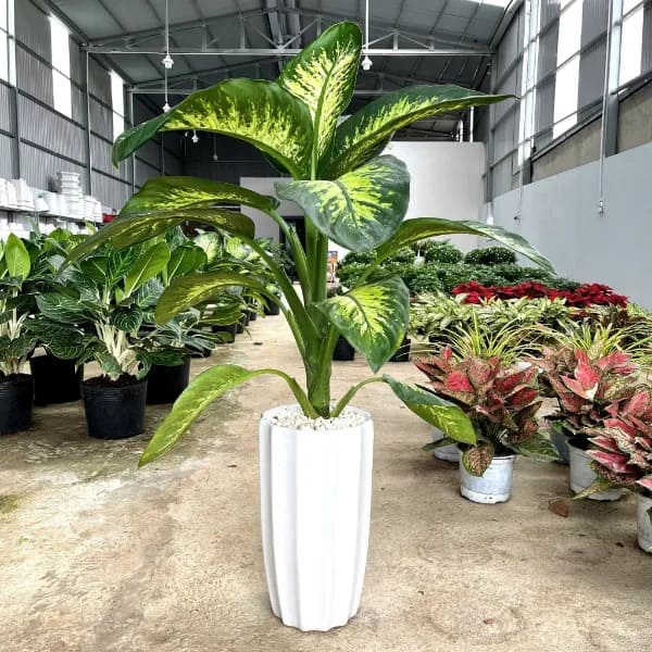Cây Vạn Niên Thanh có bề mặt lá hấp thụ sáng tốt
