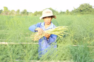 Nông dân thôn Tuấn Tú thu hoạch cây măng tây xanh
