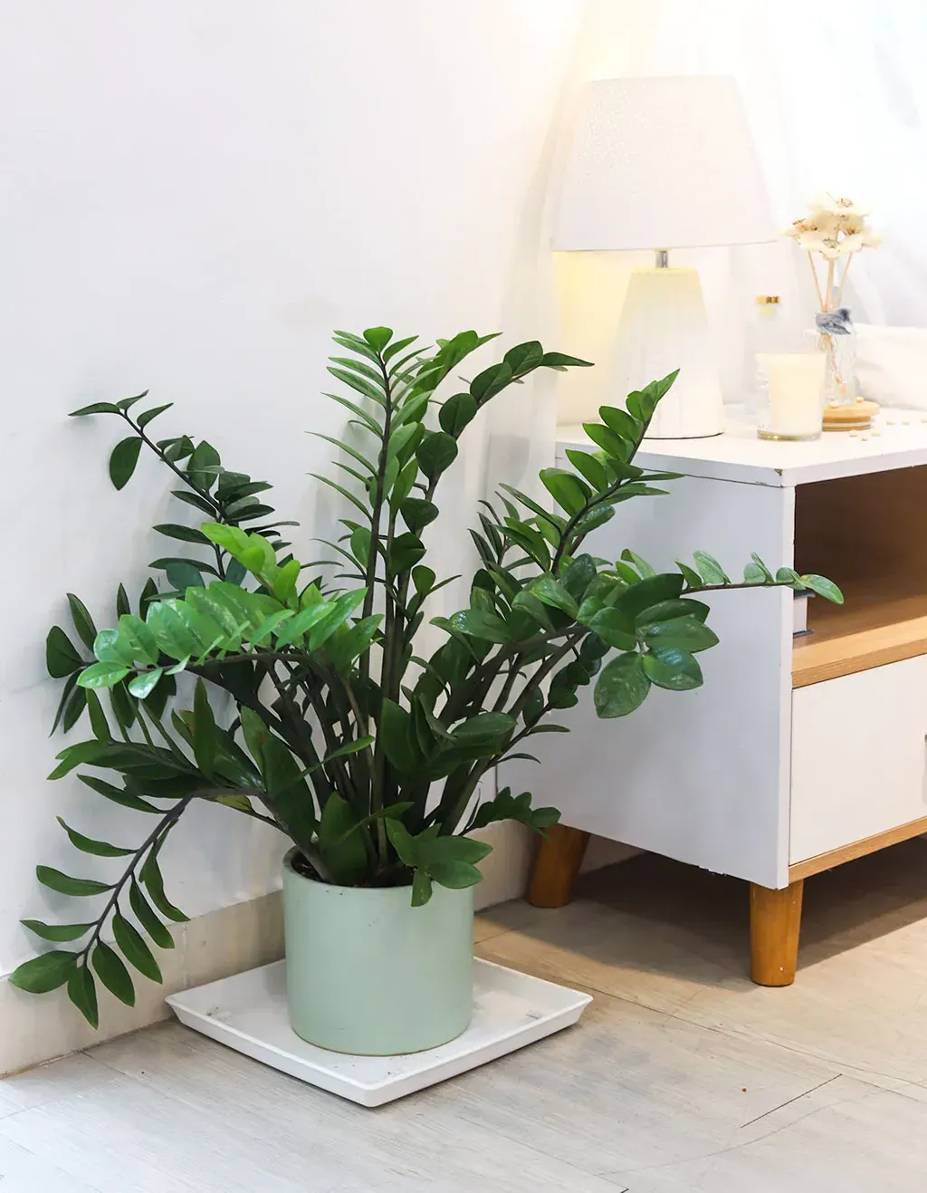 Cây kim tiền mang lại tài lộc và may mắn