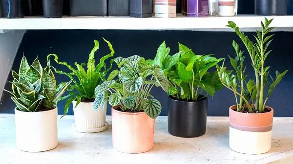 Các loại cây cảnh trong nhà ưa ánh nắng gián tiếp
