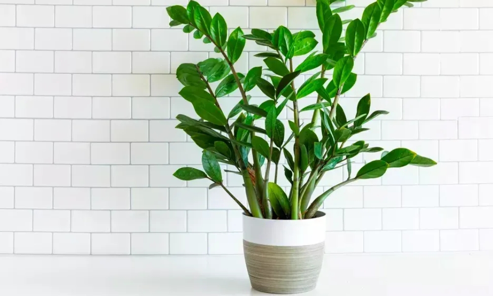 Cây kim tiền thích hợp làm cây cảnh trồng trong nhà