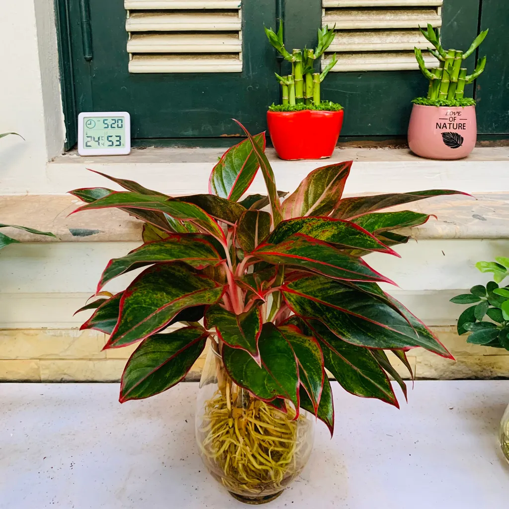 Cây phong thủy trồng trong nhà mang ý nghĩa hút năng lượng tích cực