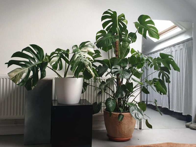 Cây Monstera với các đường xẻ lá độc đáo