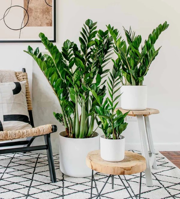 Cây Kim Tiền tích trữ nước ở cuống lá