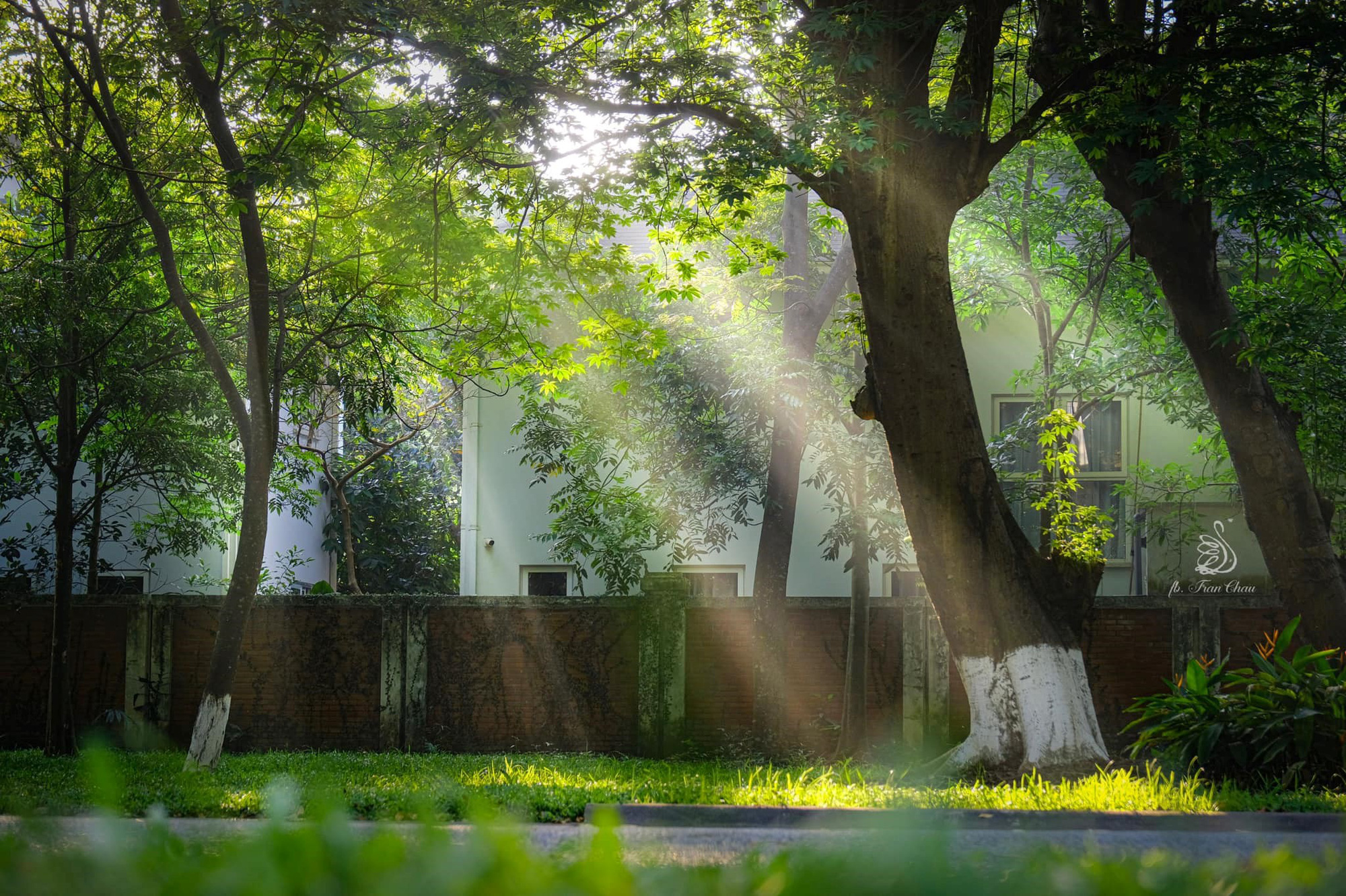 Buổi trưa lộc lạc nắng xuyên lá cây xanh mướt