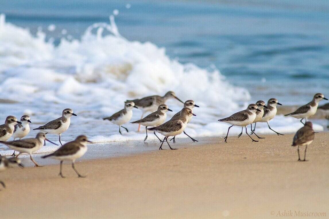 Sasihithlu Beach ở Mangalore