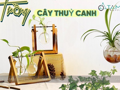 Nhà cửa thêm xanh mát với ý tưởng trồng cây hoa hồng leo trên giàn