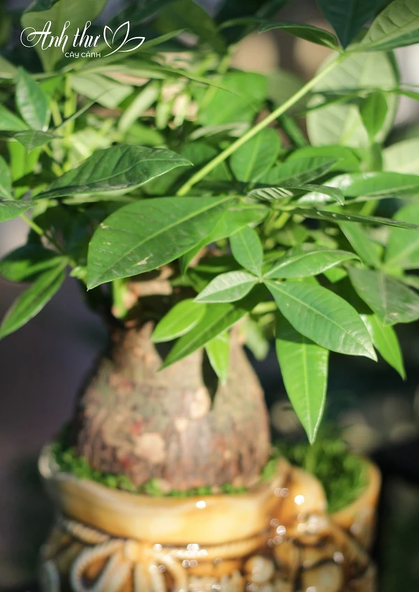 Cây cảnh tặng khai trương - cây kim ngân