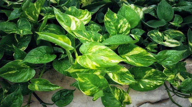 Cây Trầu Bà Pothos sinh trưởng mạnh mẽ