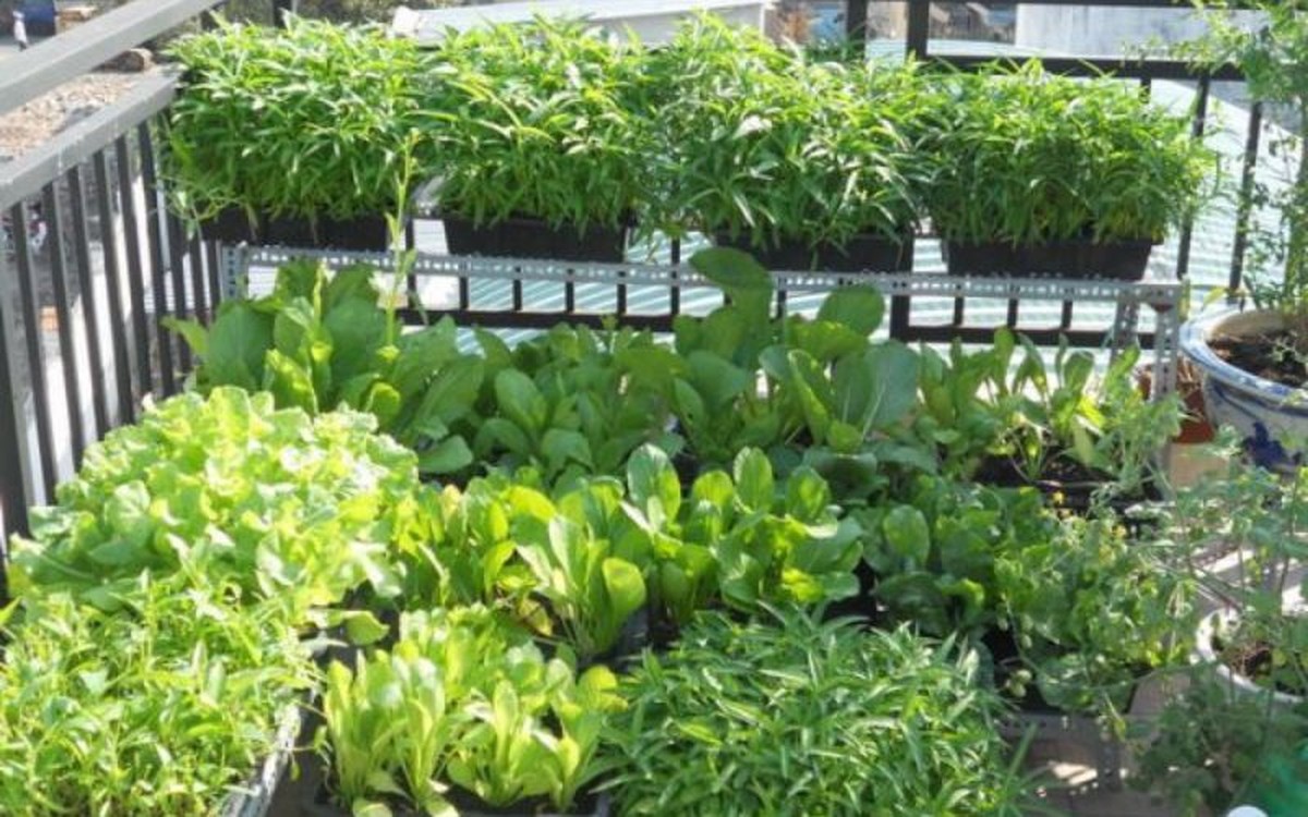 Trang trí tiểu cảnh cây xanh cho ban công chung cư