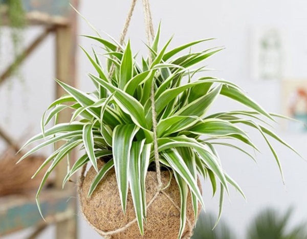 Cây Dây Nhện sinh trưởng chồi non rủ mềm mại