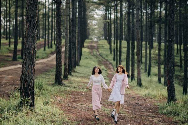 Bức ảnh tình yêu của hai người trong rừng thông