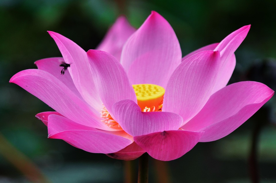 Ứng dụng chat Lotus banner