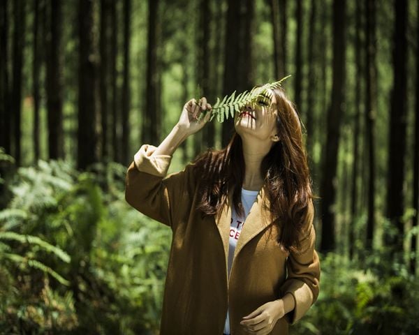 Che mặt bằng lá cây trong rừng thông