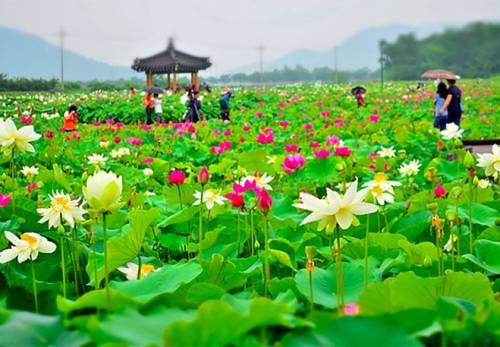Hòa mình vào thiên nhiên với những đóa sen rực rỡ