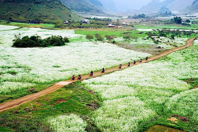 Thiên đường hoa cải trắng ở Mộc Châu