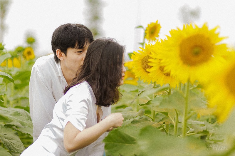 Chụp ảnh tại vườn hoa hướng dương