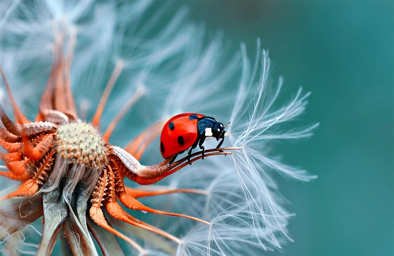 Chụp ảnh cận cảnh Macro