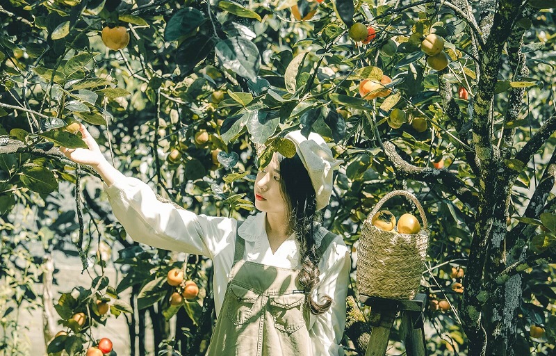 Địa điểm du lịch nổi tiếng: Vườn Hồng Đà Lạt