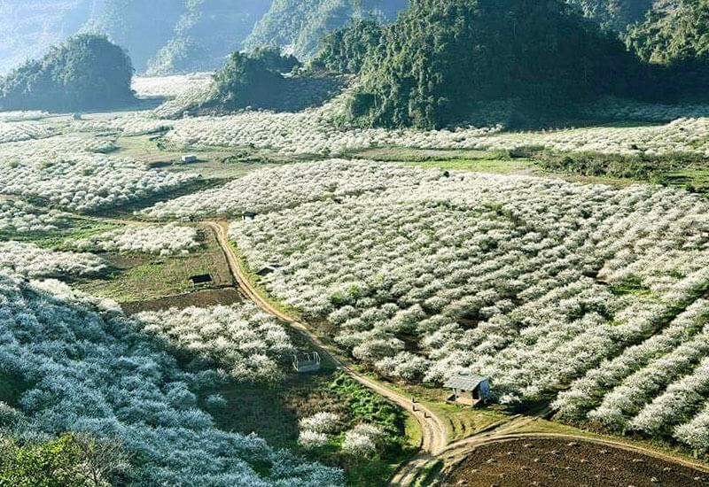 Mùa hoa ban trắng tháng 4
